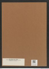 Diatomeae indet. Zeichnungen Sammlung Grunow Mappe 04066 (Herbarium_W_Grunow_drawings_Folder_04066)